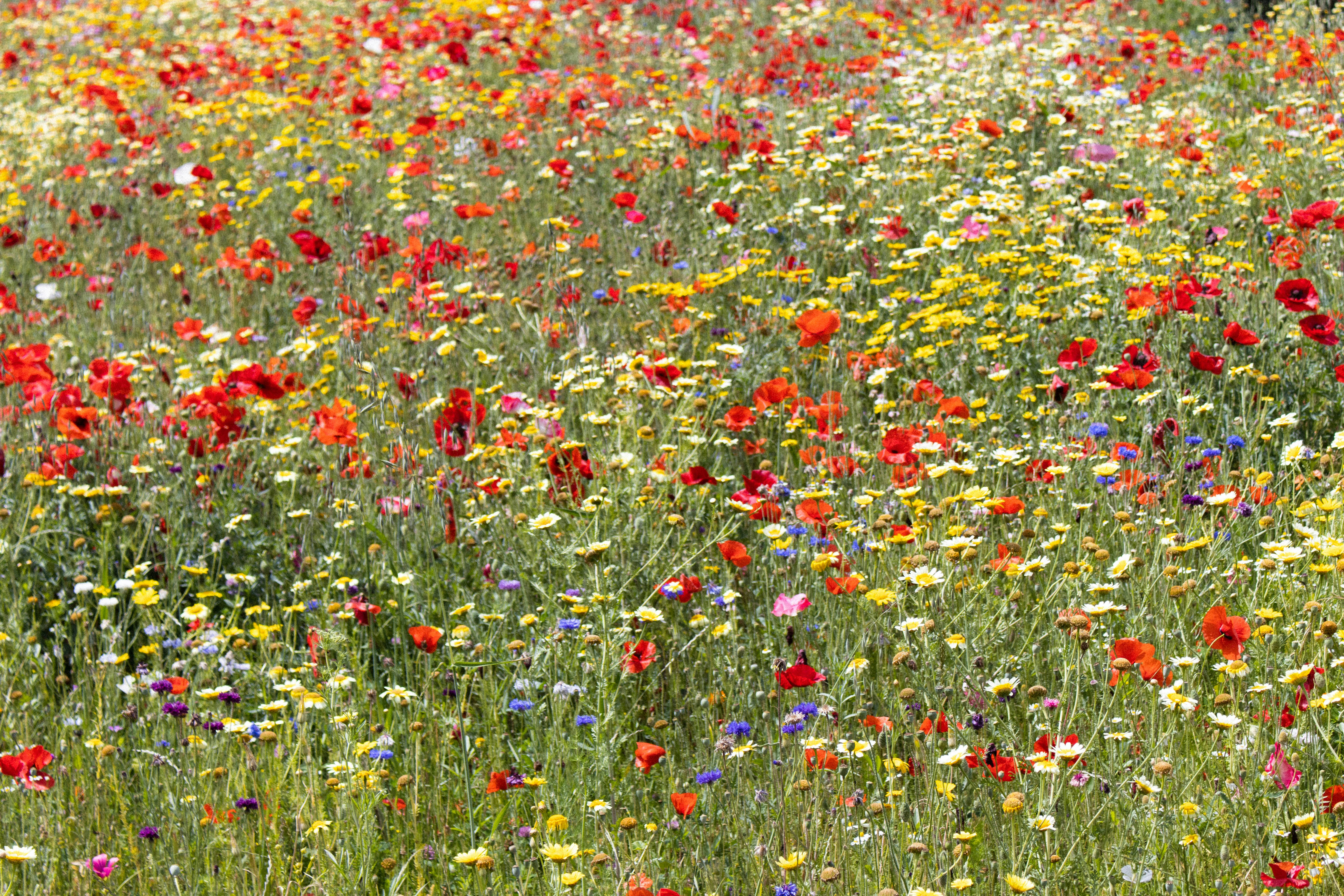 Field of wild flowers